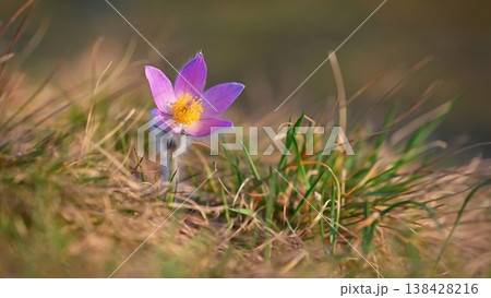 Spring background with flowers in meadow. Pasque Flower (Pulsatilla grandis) Spring background with flowers in meadow. Pasque Flower (Pulsatilla grandis) 138428216