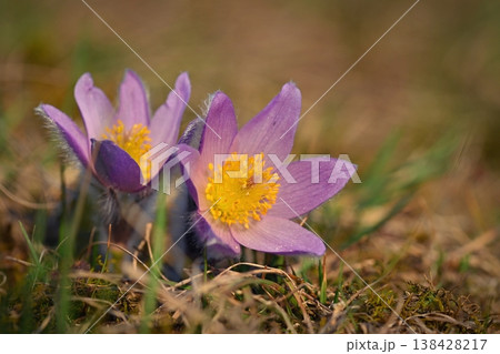 Spring background with flowers in meadow. Pasque Flower (Pulsatilla grandis) Spring background with flowers in meadow. Pasque Flower (Pulsatilla grandis) 138428217