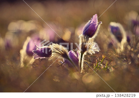 Springtime and spring flower. Beautiful purple little furry pasque-flower. (Pulsatilla grandis) Blooming on spring meadow at the sunset. Nature colorful background. 138428219