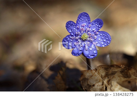 Spring flower. Beautiful blooming first small flowers in the forest. Hepatica. (Hepatica nobilis) Spring flower. Beautiful blooming first small flowers in the forest. Hepatica. (Hepatica nobilis) 138428275