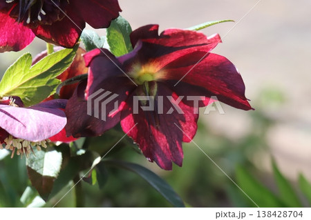 早春の庭に咲く赤いクリスマスローズの花 138428704