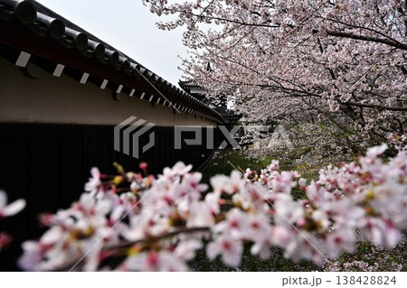 春の郡山城 春の郡山城 138428824