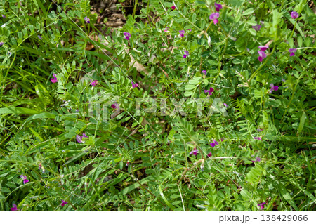カラスノエンドウ（ヤハズエンドウ） 138429066