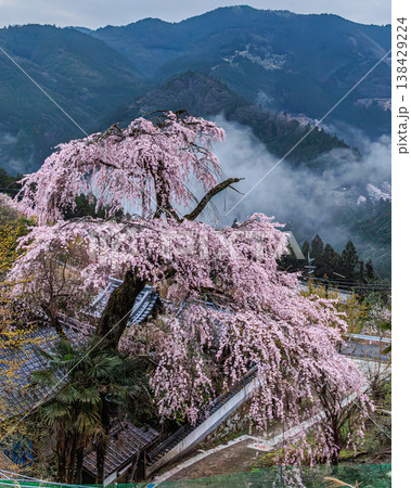 奈良の山間に広がる枝垂れ桜 光専寺の春 奈良の山間に広がる枝垂れ桜 光専寺の春 138429224
