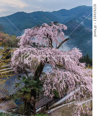 奈良の山奥 光専寺と枝垂れ桜の幻想風景 奈良の山奥 光専寺と枝垂れ桜の幻想風景 138429226