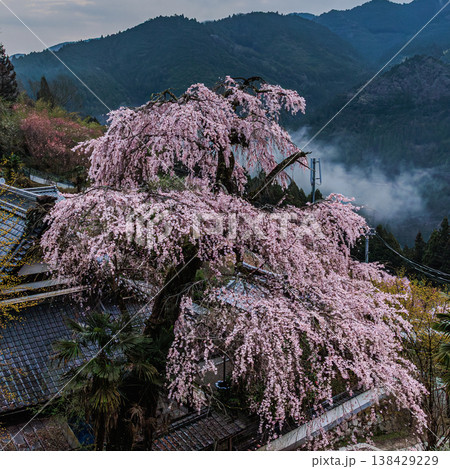 光専寺の枝垂れ桜と山霧 日本の春の原風景 138429229