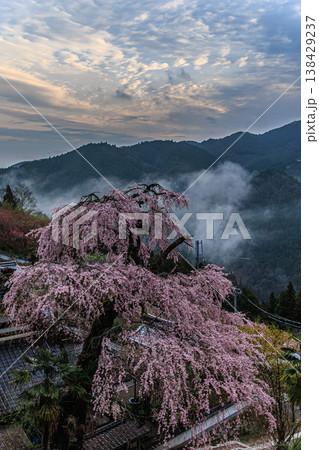 奈良の山奥に佇む光専寺と満開の枝垂れ桜 138429237