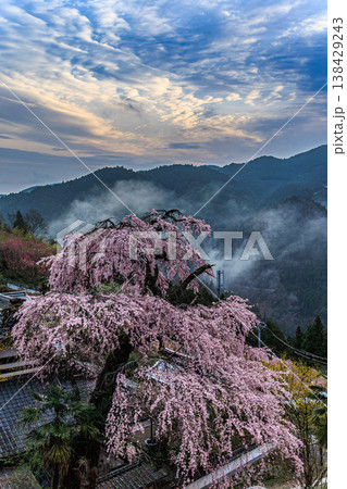奈良の山奥 光専寺に咲く枝垂れ桜と山霧の春風景 奈良の山奥 光専寺に咲く枝垂れ桜と山霧の春風景 138429243