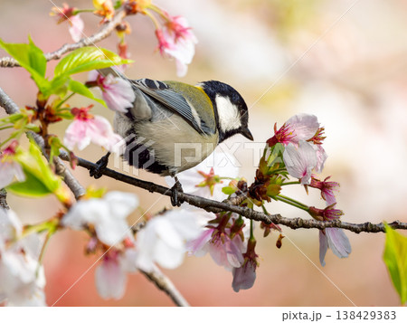 桜とシジュウカラ 桜とシジュウカラ 138429383