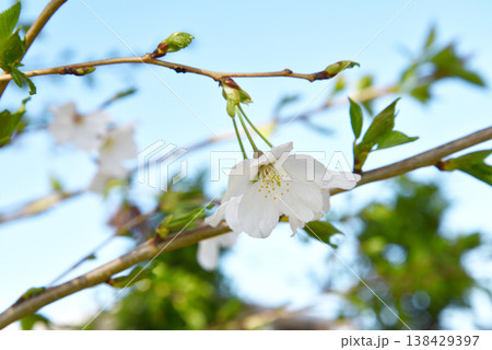 青空を背景にした桜の花のクローズアップ 青空を背景にした桜の花のクローズアップ 138429397