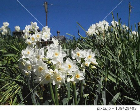 春の日差しの中のフサザキスイセンの花々(鏡川岸の白い房咲き水仙) 春の日差しの中のフサザキスイセンの花々(鏡川岸の白い房咲き水仙) 138429405