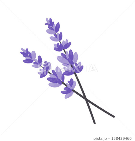 Plant Floral Lavender Cartoon Vector Illustration Plant Floral Lavender Cartoon Vector Illustration 138429460