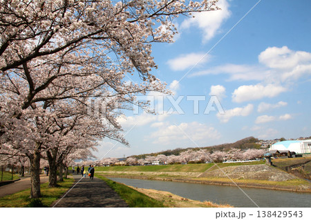 三田市にある武庫川桜づつみ回廊の桜 138429543