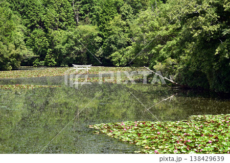 滋賀県甲賀市の大池寺の弁天池 沈み鳥居 138429639