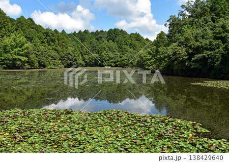 滋賀県甲賀市の大池寺の弁天池 沈み鳥居 滋賀県甲賀市の大池寺の弁天池 沈み鳥居 138429640