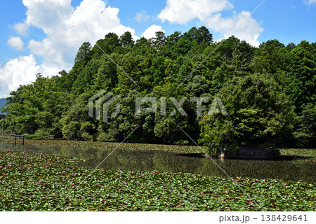 滋賀県甲賀市の大池寺の弁天池 沈み鳥居 滋賀県甲賀市の大池寺の弁天池 沈み鳥居 138429641
