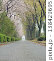 桜散る雨の桜道 138429695