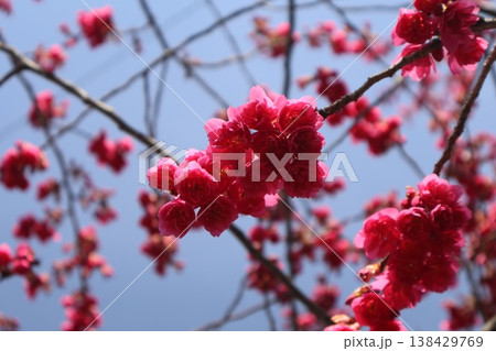 青空と赤い花びらの寒緋桜の花のアップの風景 青空と赤い花びらの寒緋桜の花のアップの風景 138429769