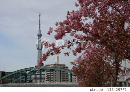 ピンクの花びらの河津桜の花が満開に咲く木と橋のアーチとビル群とスカイツリーと空の風景 138429771