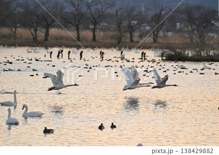 瓢湖の水面を飛ぶ白鳥の群れ(新潟県阿賀野市) 瓢湖の水面を飛ぶ白鳥の群れ(新潟県阿賀野市) 138429882