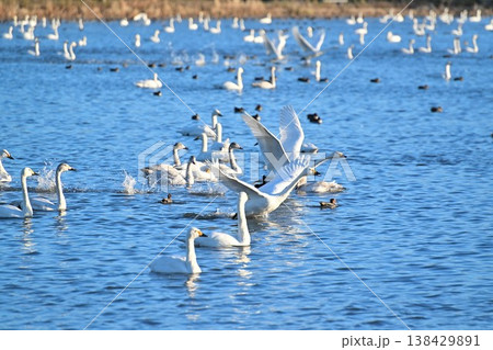 瓢湖の水面を飛ぶ白鳥の群れ（新潟県阿賀野市） 138429891