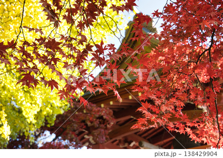 紅葉 138429904
