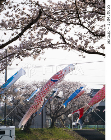 相川水辺公園　鯉のぼりと桜　2026 138430065