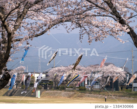 相川水辺公園 鯉のぼりと桜 2026 相川水辺公園 鯉のぼりと桜 2026 138430066