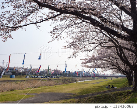 相川水辺公園　鯉のぼりと桜　2026 138430068