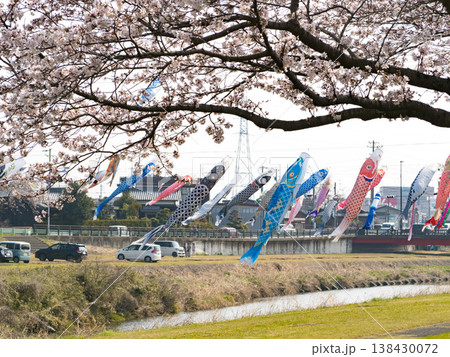 相川水辺公園　鯉のぼりと桜　2026 138430072