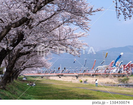 相川水辺公園 鯉のぼりと桜 2026 相川水辺公園 鯉のぼりと桜 2026 138430074