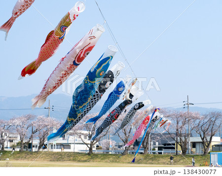 相川水辺公園 鯉のぼりと桜 2026 相川水辺公園 鯉のぼりと桜 2026 138430077