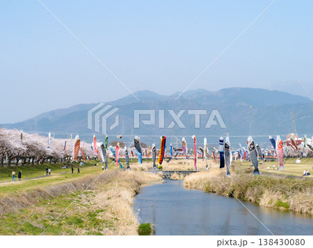 相川水辺公園 鯉のぼりと桜 2026 相川水辺公園 鯉のぼりと桜 2026 138430080