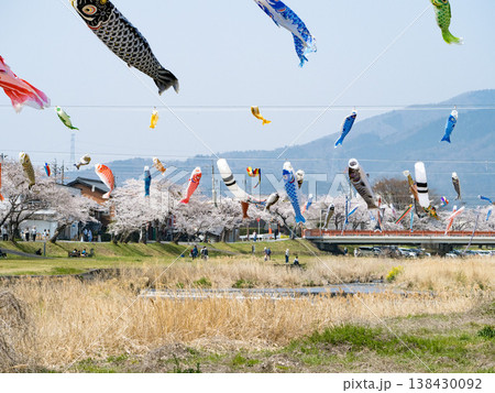 相川水辺公園　鯉のぼりと桜　2026 138430092
