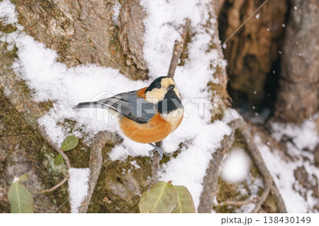 雪の中で枝にとまるヤマガラ 北海道の冬の野鳥 138430149