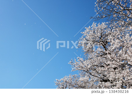 桜吹雪と青空のシンプルな春の空 桜吹雪と青空のシンプルな春の空 138430216