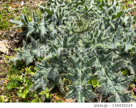 有毒な雑草　アメリカオニキリアザミ　3 138430224