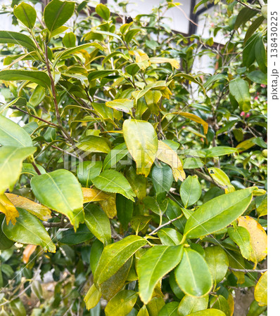 錦魚葉椿の写真　1 138430225