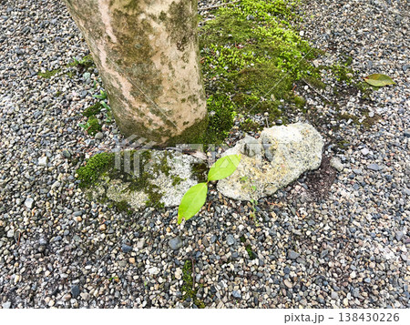 木の根元に生えていた新芽の写真 木の根元に生えていた新芽の写真 138430226
