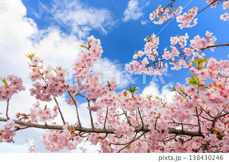 宇都宮城址公園の河津桜(栃木県宇都宮市) 宇都宮城址公園の河津桜(栃木県宇都宮市) 138430246