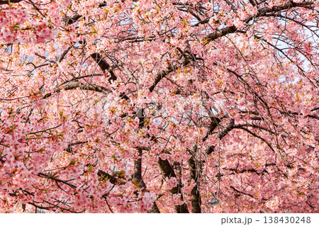 宇都宮城址公園の河津桜(栃木県宇都宮市) 宇都宮城址公園の河津桜(栃木県宇都宮市) 138430248