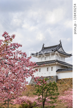 宇都宮城址公園の河津桜(栃木県宇都宮市) 宇都宮城址公園の河津桜(栃木県宇都宮市) 138430254