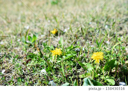 芝生の中に咲く小さなタンポポ 春の景色 芝生の中に咲く小さなタンポポ 春の景色 138430316