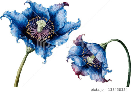 Exquisite Watercolor Blue Poppy Flowers Illustration 138430324