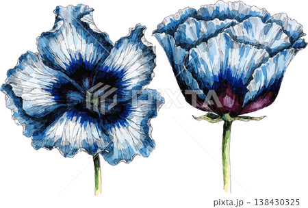 Watercolor Blue Poppy Flowers Illustration Watercolor Blue Poppy Flowers Illustration 138430325