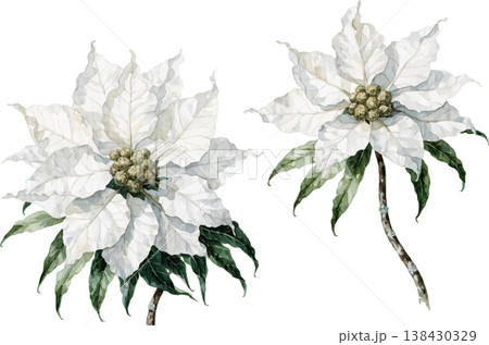 Watercolor White Poinsettia Flowers Set Watercolor White Poinsettia Flowers Set 138430329