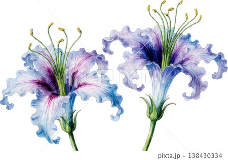 Watercolor Illustration of Two Vibrant Purple and Blue Lily Flowers Watercolor Illustration of Two Vibrant Purple and Blue Lily Flowers 138430334