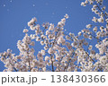 青空に舞い散る満開桜の花びら 138430366