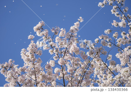 青空に舞い散る満開桜の花びら 青空に舞い散る満開桜の花びら 138430366