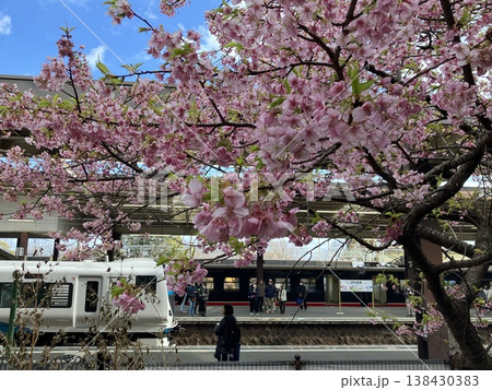河津櫻咲く伊豆高原駅と伊豆急下田行き踊り子号、リゾート21黒船電車 138430383